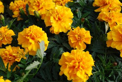 French Marigold Chica™ 'Gold'