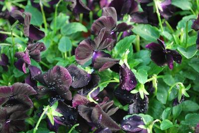 Pansy Corina 'Black'