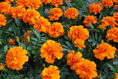 French Marigold Chica™ 'Orange'