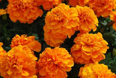 Chica Marigold Orange 