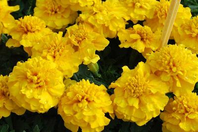 Marigold Chica 'Yellow'