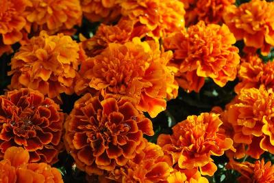 Chica Marigold Flame 