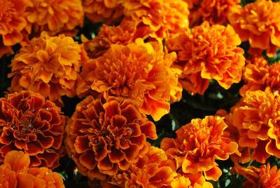 Chica Marigold Flame