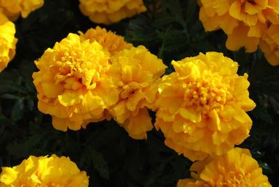 Marigold Chica 'Gold'