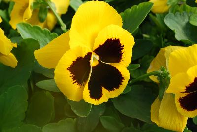 Xtrada™ Pansy Yellow with Blotch 