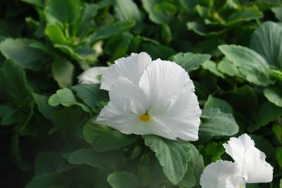 Pansy Xtrada™ 'White'