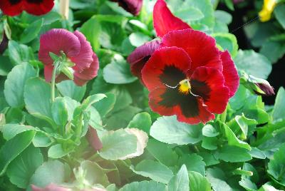 Pansy Xtrada™ 'Red with Blotch'