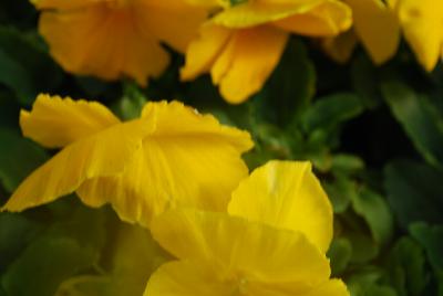 Pansy Xtrada™ 'Yellow with Blotch'