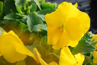 Pansy Xtrada™ 'Yellow with Blotch'