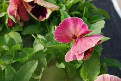 Pansy Xtrada™ 'Pink Shades with Blotch'