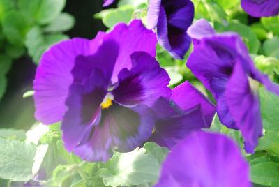 Pansy Xtrada™ 'Blue with Blotch'