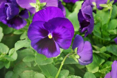 Pansy Xtrada™ 'Blue with Blotch'