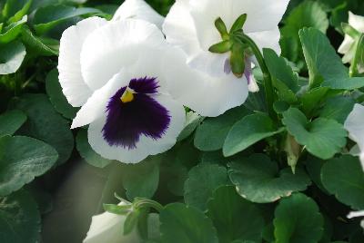 Xtrada™ Pansy White with Blotch 