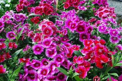 Chiba Dianthus Auricula Mix 