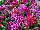 Hem Genetics BV: Dianthus  'Auricula Mix' 