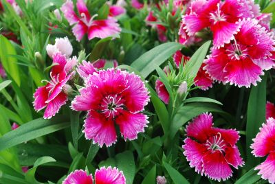 Dianthus Chiba 'Cherry Picotee'