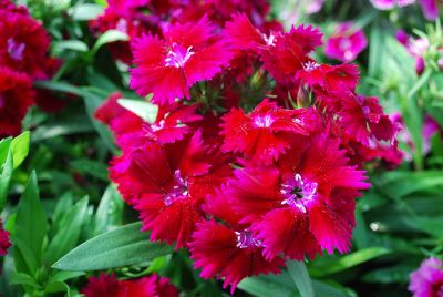 Dianthus Chiba 'Purple'