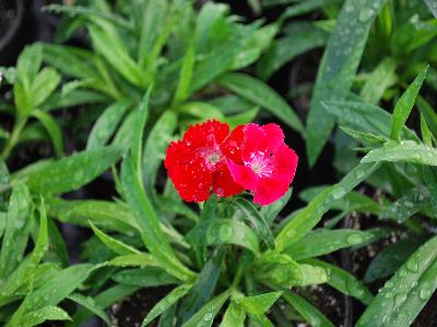 Dianthus Chiba 'Scarlet'