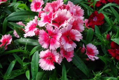 Chiba Dianthus Strawberry 