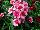 Hem Genetics BV: Dianthus  'Strawberry' 