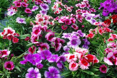 Diana Dianthus Picotee Mixture 