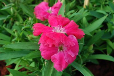 Dianthus Diana 'Pink'