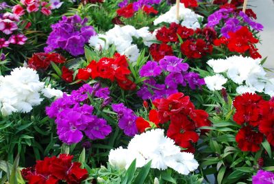 Dianthus Diana 'Select Mix'