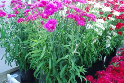 Elegance Dianthus Lavender 