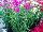 Hem Genetics BV: Dianthus  'Lavender' 