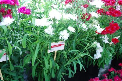 Elegance Dianthus White 