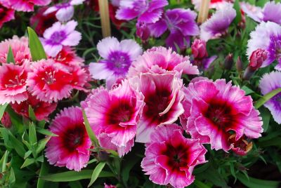 Dianthus Supra 'Picotee Mixture'