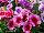 Hem Genetics BV: Dianthus  'Picotee Mixture' 