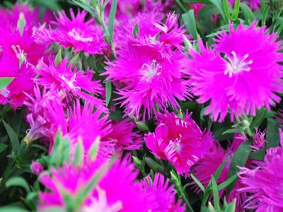 Dianthus Supra 'Purple'