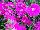 Hem Genetics BV: Dianthus  'Purple' 