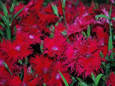 Dianthus Supra 'Red'