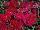 Hem Genetics BV: Dianthus  'Red' 