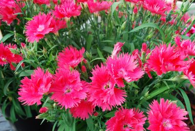 Dianthus Supra 'Salmon'