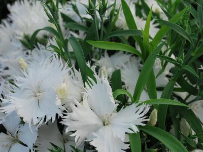 Dianthus Supra 'White'