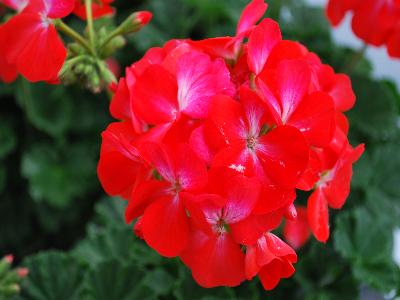 Nano Geranium Scarlet-Bicolor 