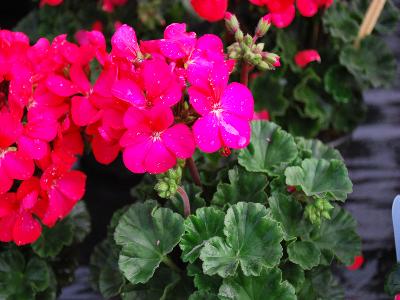 Nano Geranium Violet 