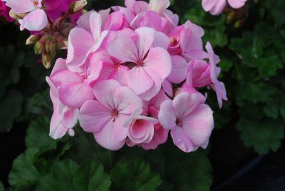 Geranium Nano 'Appleblossom'