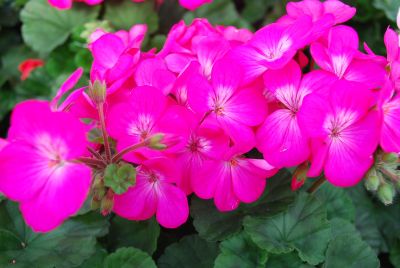 Geranium Nano 'Deep Rose'