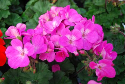 Geranium Nano 'Pink'