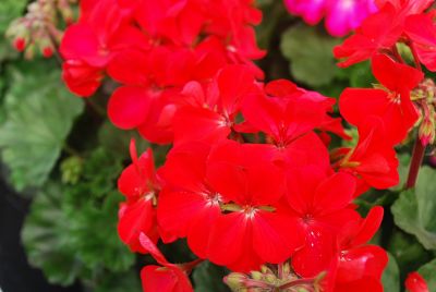 Nano Geranium Red