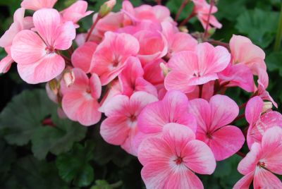 Hem Genetics BV: Nano Geranium Salmon 