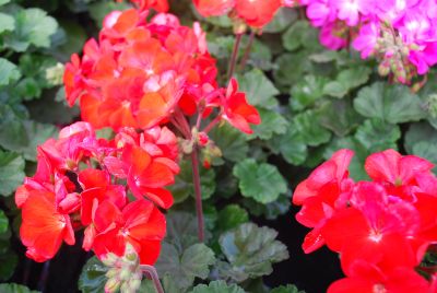 Nano Geranium Scarlet 