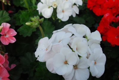 Nano Geranium White