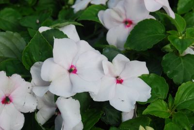 Impatiens Balance 'Bright Eye'