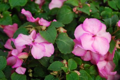 Impatiens Balance 'Rose Picotee'