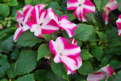 Impatiens Balance 'Rose Star'